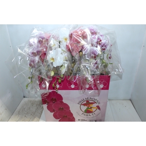 PHAL. CASC. ESP. 2 HT P15 2 HA MULT