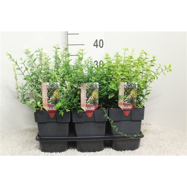 <h4>Euonymus fortunei mix P17 potgekweekt</h4>