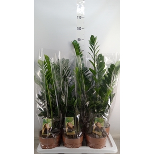 Zamioculcas zamiifolia