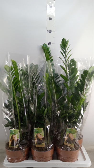 <h4>Zamioculcas zamiifolia</h4>