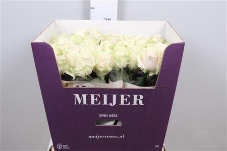 <h4>R Gr Dorchester+</h4>