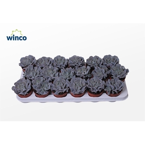 Echeveria Cubic Frost