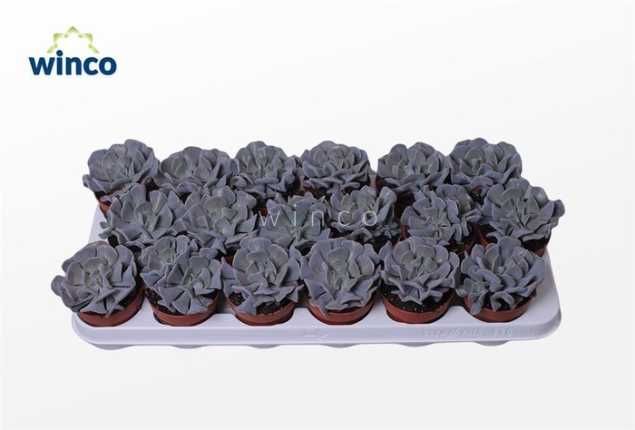 <h4>Echeveria Cubic Frost</h4>