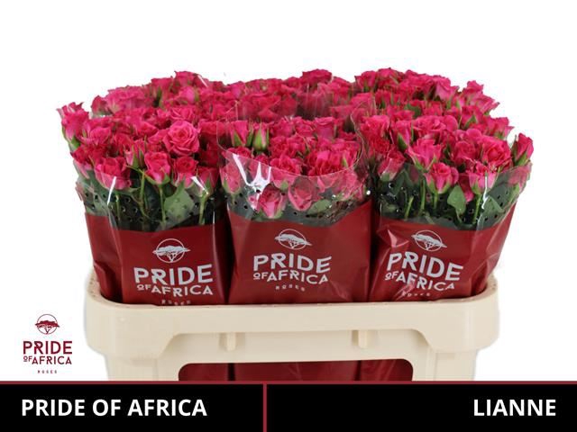 <h4>ROSA TR 'LIANNE'</h4>