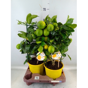 Citrus meyeri 'Meyer'