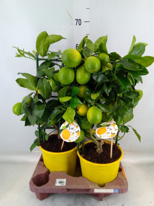 <h4>Citrus meyeri 'Meyer'</h4>