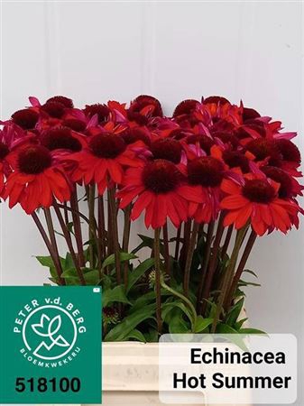 <h4>Echi Purpurea Hot Summer</h4>