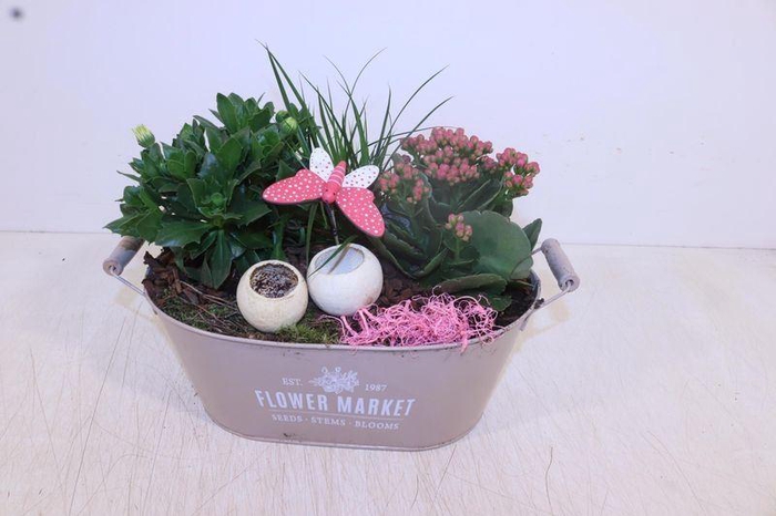 <h4>ARR TUINPLANTEN</h4>