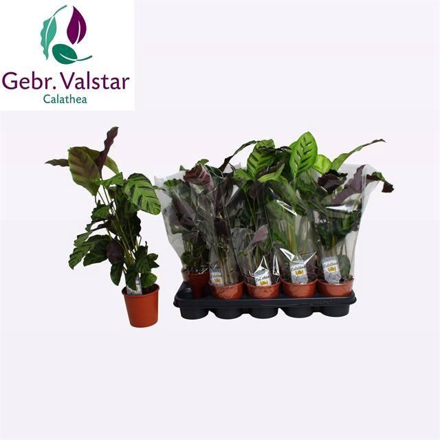 <h4>CALAT GEM 3 SRT</h4>