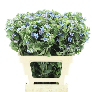Oxy Co Tan Pure Blu
