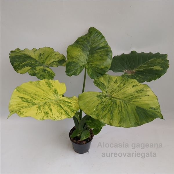 Alocasia gageana aureovariegata Premium 14cm