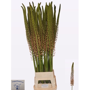 EREMURUS ROMANCE
