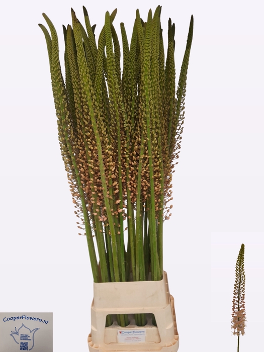 <h4>EREMURUS ROMANCE</h4>