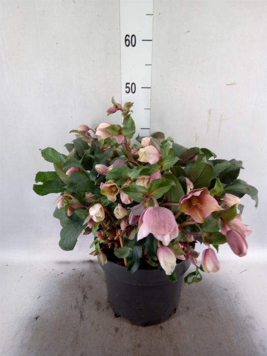 <h4>Helleborus  'Angel Glow'</h4>