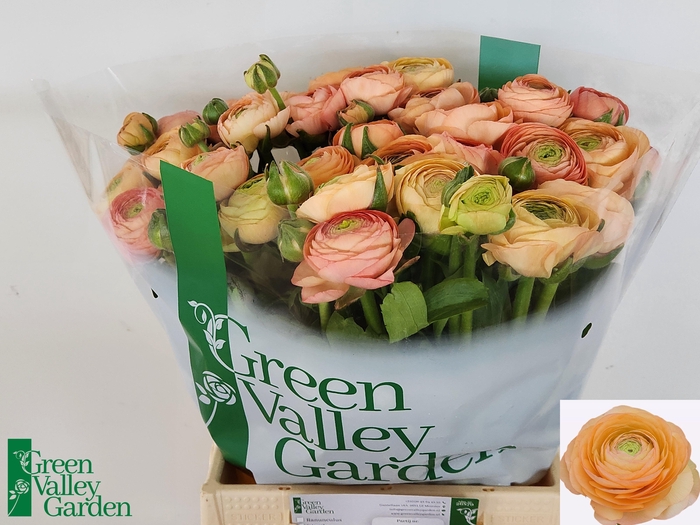 <h4>RAN EL SALMON</h4>