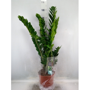 Zamioculcas zamiifolia