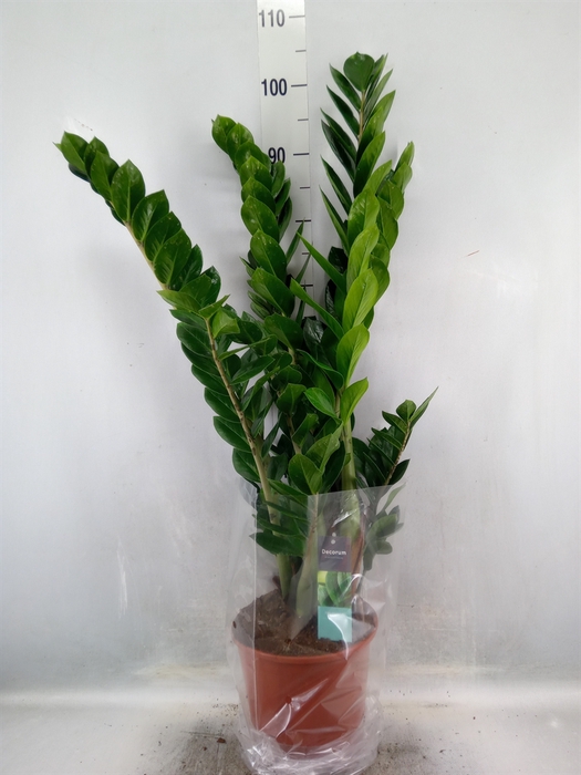 Zamioculcas zamiifolia