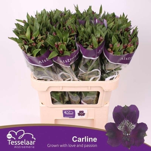 ALSTR CARLINE ALSTROEMERIA CARLINE