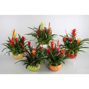 Bromelia variés