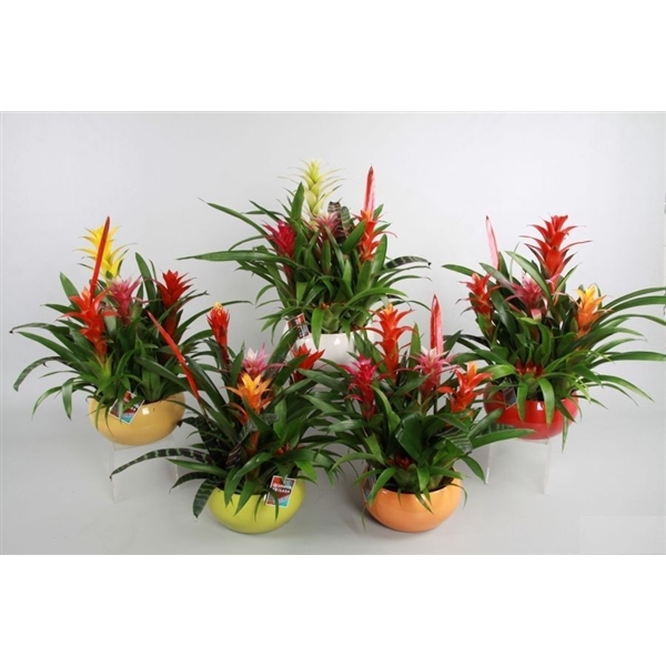 <h4>Bromelia variés</h4>