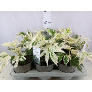 Fatsia japonica 'Variegata'