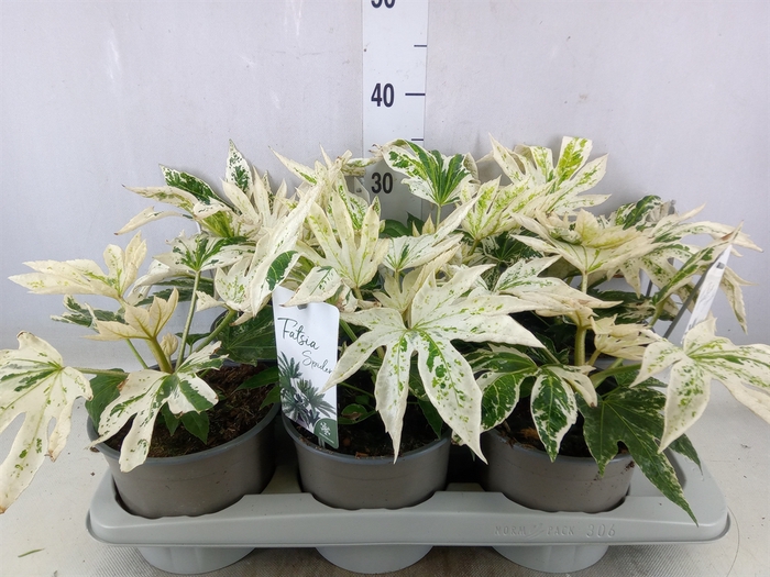 <h4>Fatsia japonica 'Variegata'</h4>