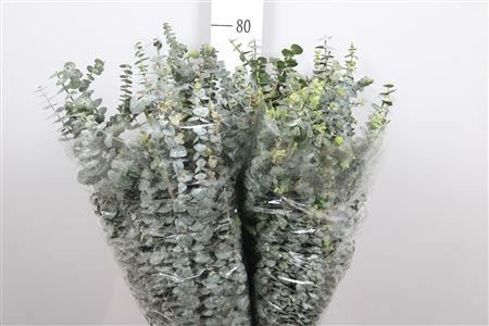 <h4>Euca Baby Blue Extra</h4>