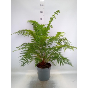 Dicksonia antarctica