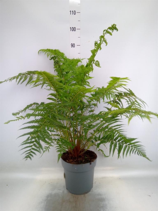 <h4>Dicksonia antarctica</h4>