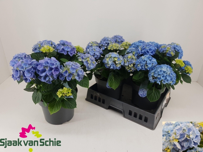 <h4>HYDR M HI RIVER</h4>