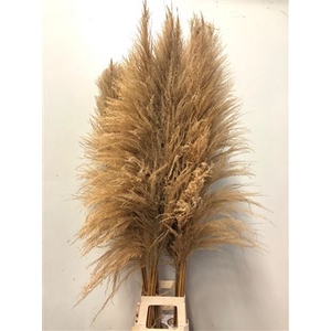 Cortaderia