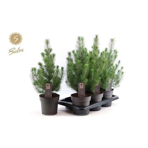 Pinus Silver Crest