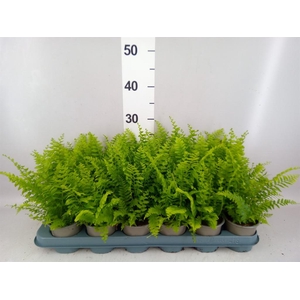 Nephrolepis exal. 'Green Delight'