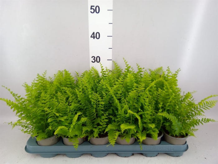 <h4>Nephrolepis exal. 'Green Delight'</h4>