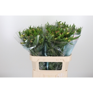 Alstroemeria Pink Paradiso 60 Gram