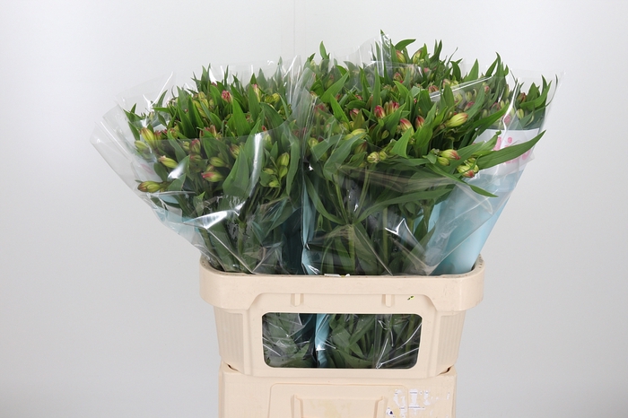 <h4>Alstroemeria Pink Paradiso 60 Gram</h4>