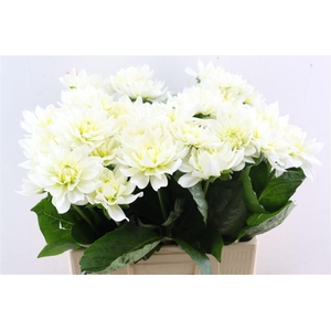 Dahlia K Maarten Zwaan