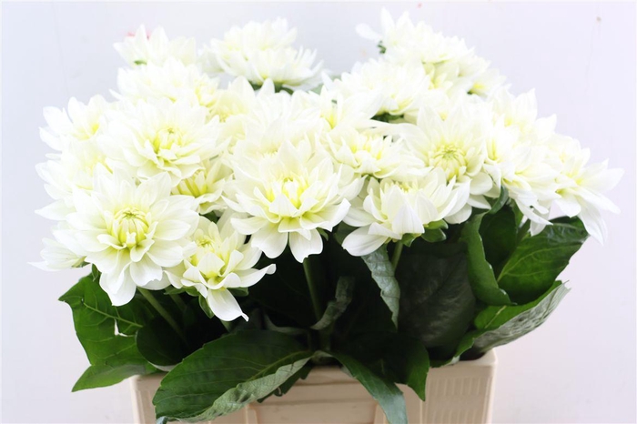 <h4>Dahlia K Maarten Zwaan</h4>