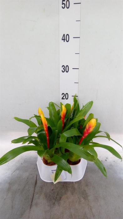 <h4>Vriesea  'El Dorado'</h4>