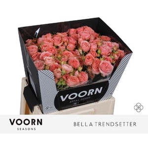 Rosa spray bella trendsetter