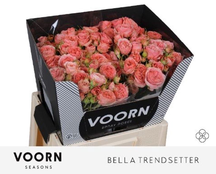 <h4>Rosa spray bella trendsetter</h4>