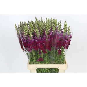 Antirrhinum Potomac Legend Light Pink