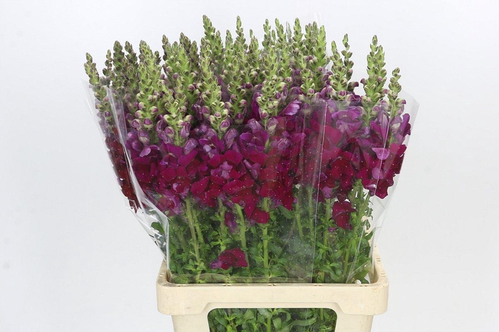 <h4>Antirrhinum majus 'Legend Light Pink'</h4>