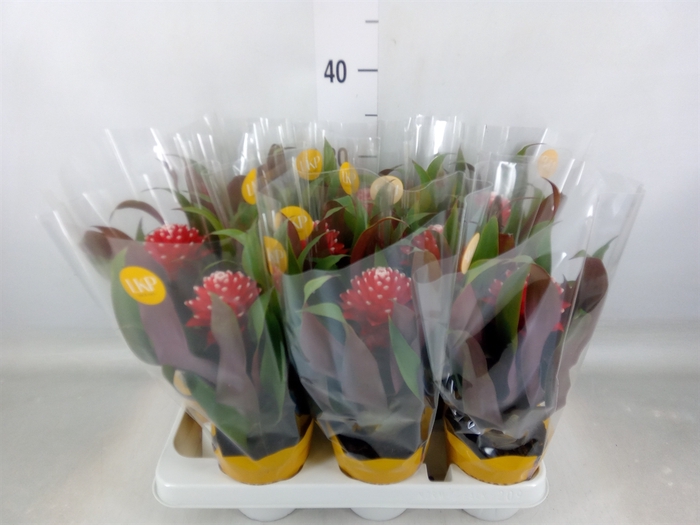 <h4>Guzmania  'Priscilla'</h4>