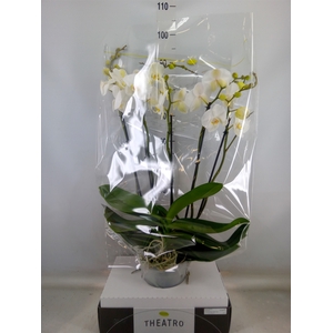 Phalaenopsis   ...white
