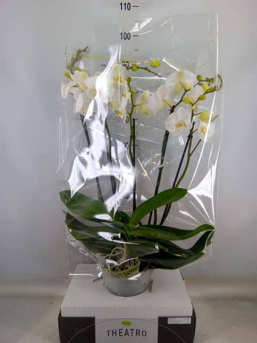 <h4>Phalaenopsis   ...white</h4>