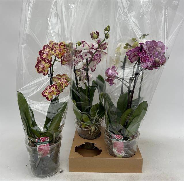 <h4>PHAL GEM</h4>