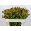 Leucadendron Ayoba Cherry Pearl Spray