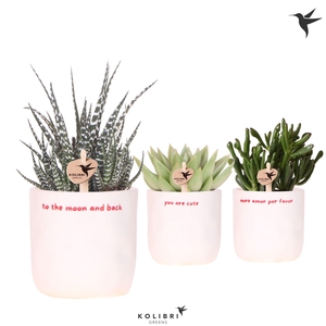 Kolibri Greens Succulenten mix in Love pot mix