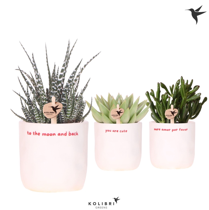 <h4>Kolibri Greens Succulenten mix in Love pot mix</h4>